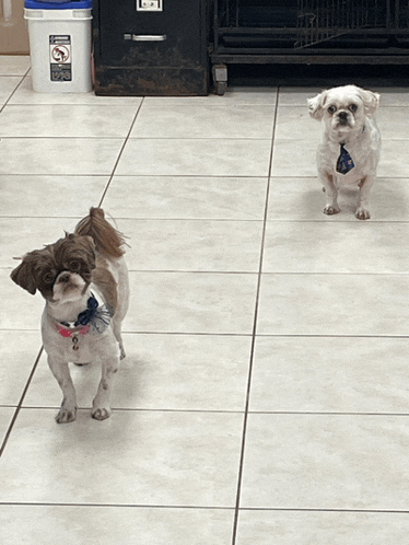 two small dogs standing next to each other on a tile floor
