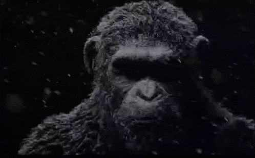 a close up of a monkey 's face in the dark .