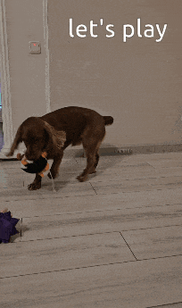 a brown cocker spaniel is standing on a wooden floor with the words let 's play behind it