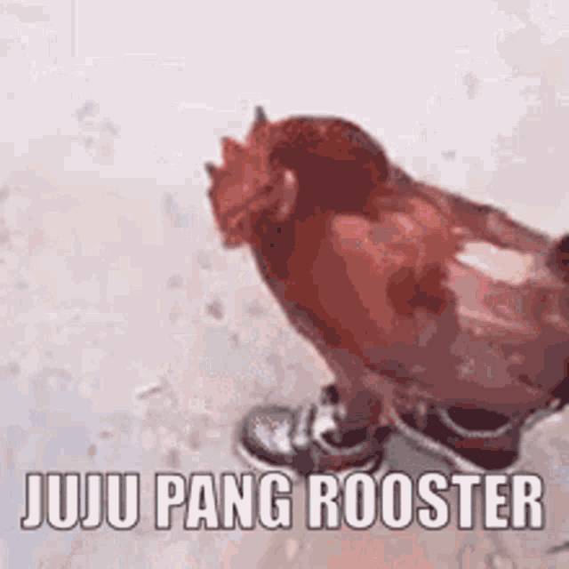 Juju Pang Rooster Juju GIF - Juju Pang Rooster Juju Pang GIFs