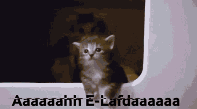 Elafda Cat Elafda GIF - Elafda Lafda Cat Elafda GIFs