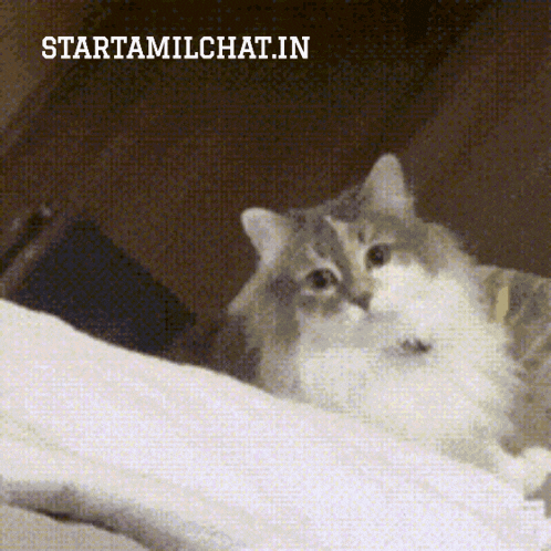 a cat is laying on a bed with the words startamilchat.in above it