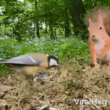 Stealing The Food Squirrel GIF - Stealing The Food Squirrel Bird GIFs