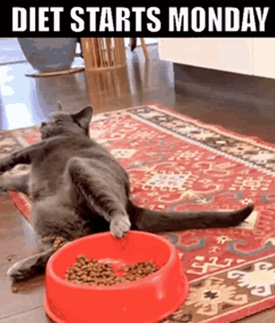 Diet Starts Monday Cheat Day GIF - Diet Starts Monday Cheat Day Gluttony GIFs