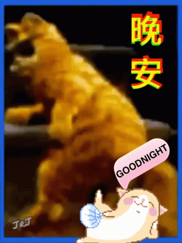 晩安 Goodnight GIF - 晩安 Goodnight Cat GIFs