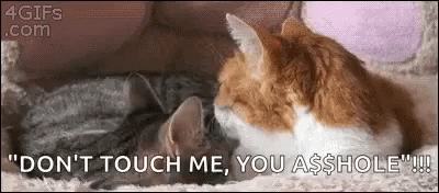 Dont Touch Me Cats GIF - Dont Touch Me Cats Friends GIFs