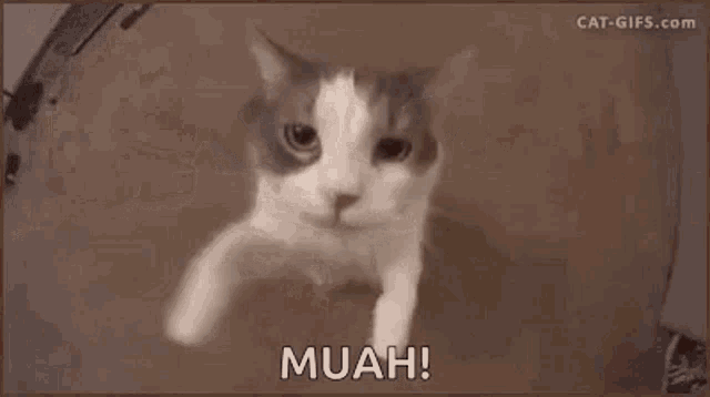 a brown and white cat is looking at the camera with the words muah written on the bottom .
