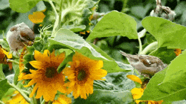 a group of birds are perched on a sunflower