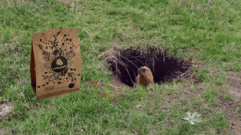 a squirrel is sticking its head out of a hole next to a bag that says und taglich grusst das murmelt