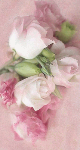 Pink Whites GIF - Pink Whites GIFs