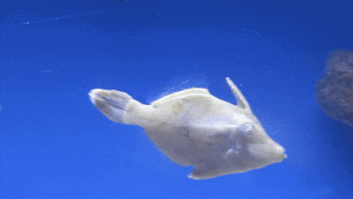 a yellow fish is swimming in a tank with rocks in the background