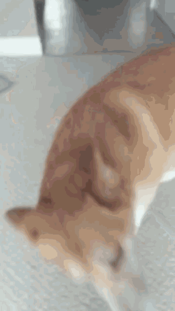 a close up of a dog 's face with a white background