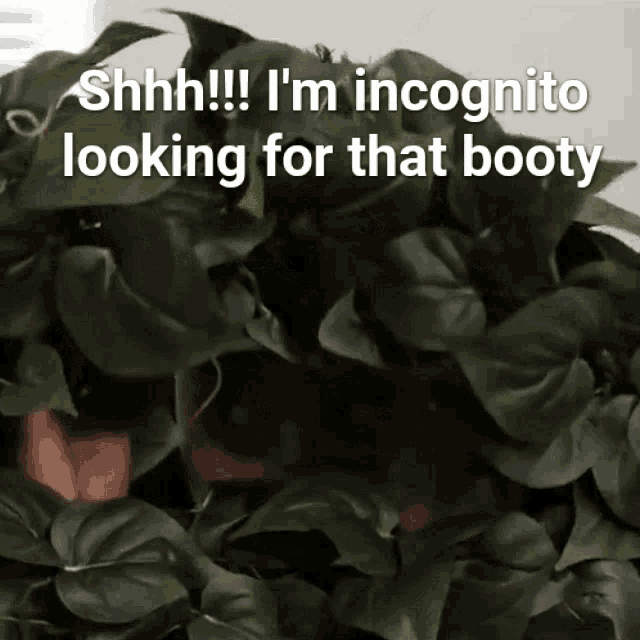 a plant with the words shhh i 'm incognito looking for that booty