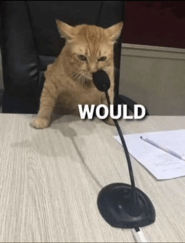 Would Kitty GIF - Would Kitty GIFs