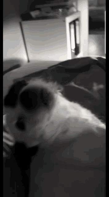 a black and white dog is laying on a bed