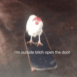 a chicken is sitting on a skateboard with the caption i 'm outside bitch open the door