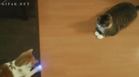 Cat Play GIF - Cat Play Laser GIFs