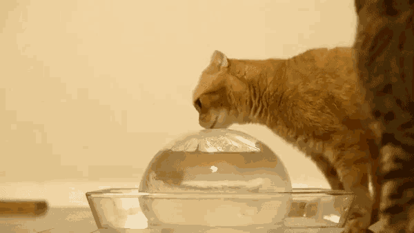 a cat drinking water from a glass bowl with ice