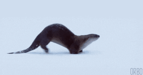 an otter is walking through the snow in the wild .