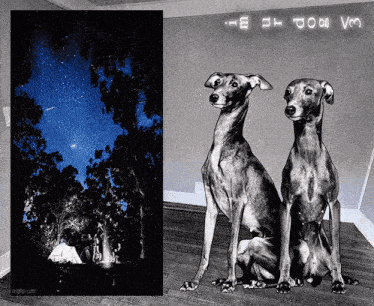 two dogs are sitting next to each other in front of a starry night sky