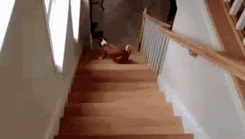 a dog is walking down a set of wooden stairs in a house .