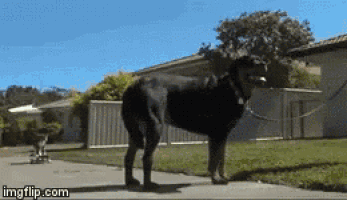 a black dog on a leash is standing on a sidewalk in front of a house with imgflip.com at the bottom