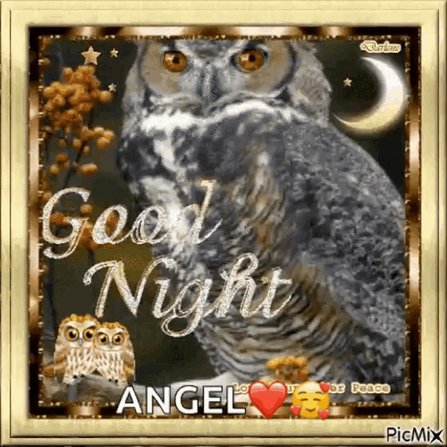 a picture of an owl with the words `` good night angel '' on it