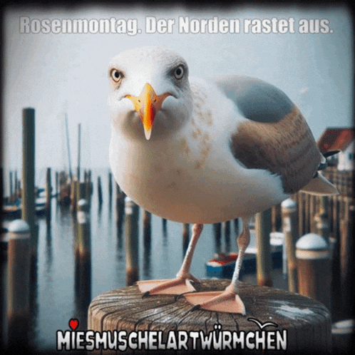 a seagull standing on a wooden post with the words rosenmontag der norden rastet aus on the bottom