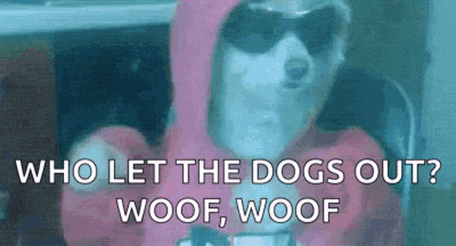 a dog is wearing a pink hoodie and sunglasses and asking who let the dogs out ? woof , woof .