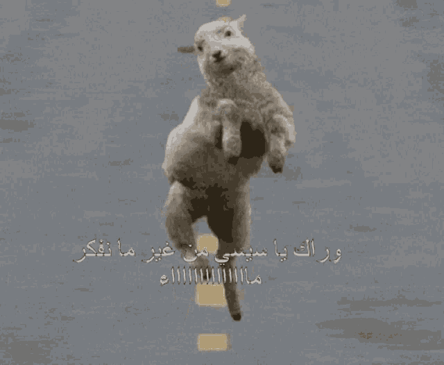 a sheep is jumping over another sheep on the side of the road
