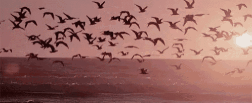 a flock of birds flying over a body of water at sunset .