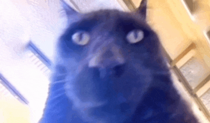a close up of a black cat 's face looking at the camera .