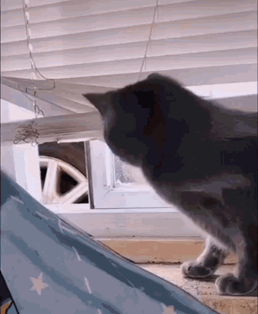 Cat Spooky GIF - Cat Spooky Stalker Cat GIFs