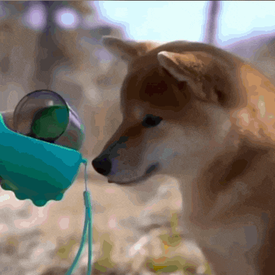 a brown dog is drinking from a green cup