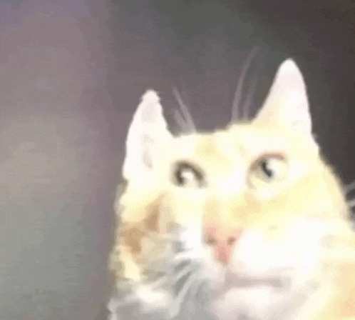 a close up of a cat 's face making a funny face .