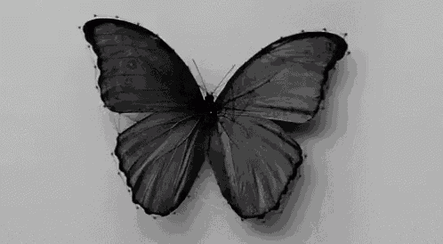 a black and white photo of a butterfly on a white background