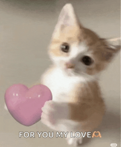 a kitten holding a pink heart with the words for you my love written below it