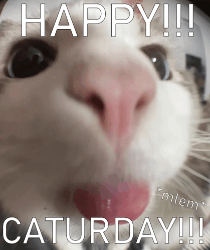 Happy Caturday Kitty GIF - Happy Caturday Cat Kitty GIFs