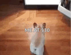 a hamster is standing on a wooden floor with the words `` me at 530 '' written on it .