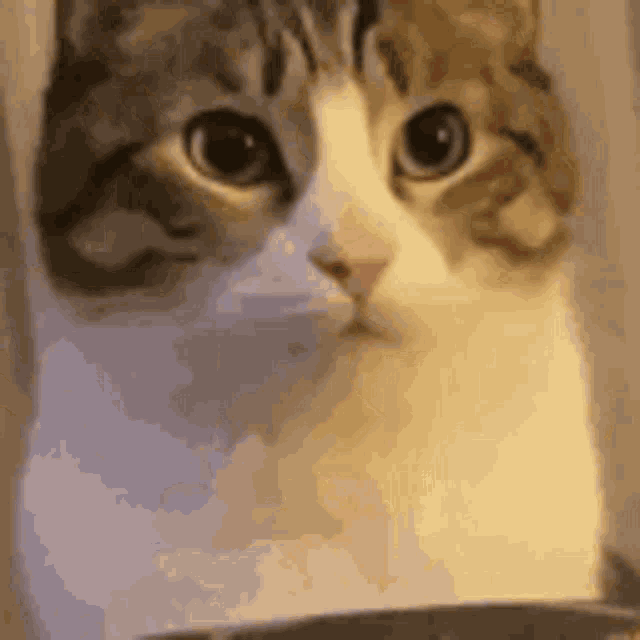 a close up of a cat looking at the camera with a serious look on its face .
