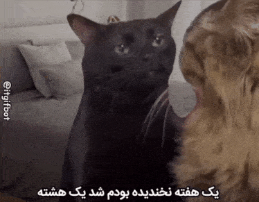 a black cat and a brown dog are looking at each other with a foreign language caption