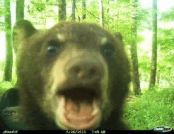 a bear is standing in the woods with its mouth open and looking at the camera .