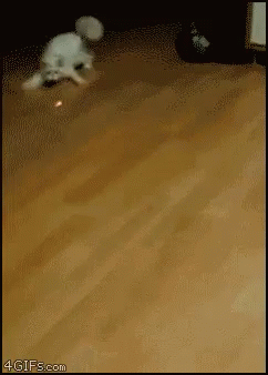 Fun Cat GIF - Fun Cat Laser GIFs