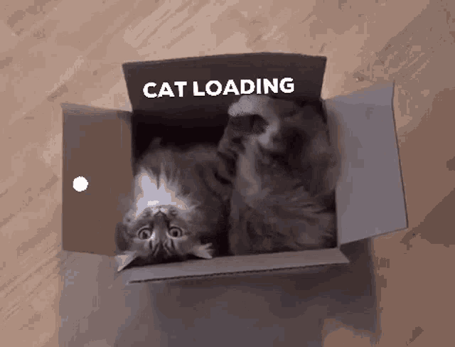 Loading Cat Loading GIF - Loading Cat Loading Loading Cat GIFs