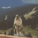 Maggie Maggie Beaver GIF - Maggie Maggie Beaver GIFs
