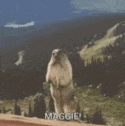 a groundhog is standing on its hind legs in a field .