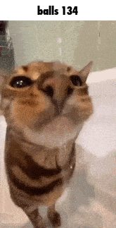 a cat is standing in a bathtub with its mouth open and looking at the camera .