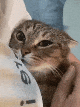 a close up of a cat being held in someone 's arms and looking at the camera