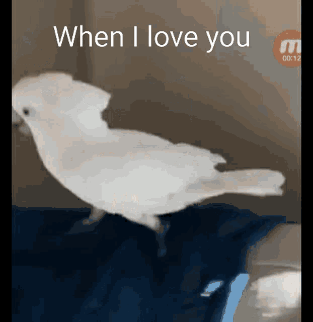 a white bird is standing on a blue blanket .