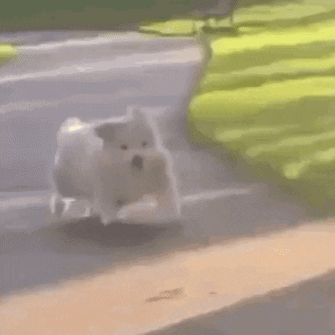 a small white dog is walking down a sidewalk next to a road